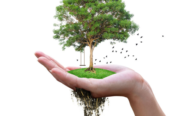 100-PLATANA 100-PLATANA