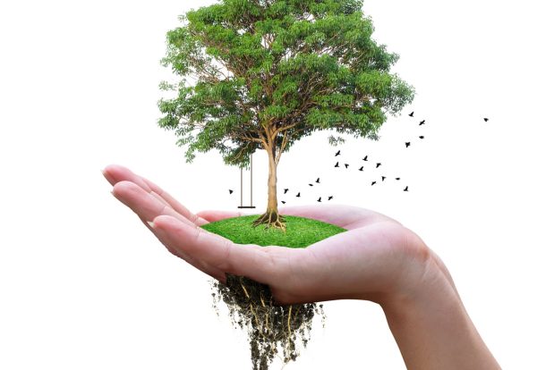 100-PLATANA 100-PLATANA